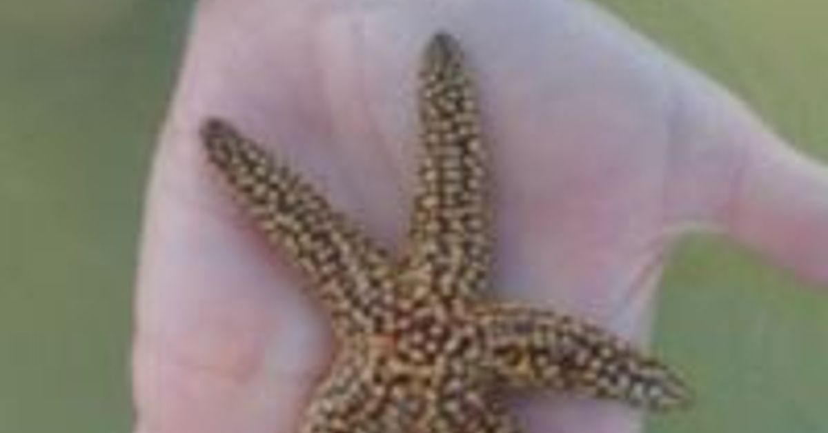 Merritt Mitchell Wajeeh Mixcloud