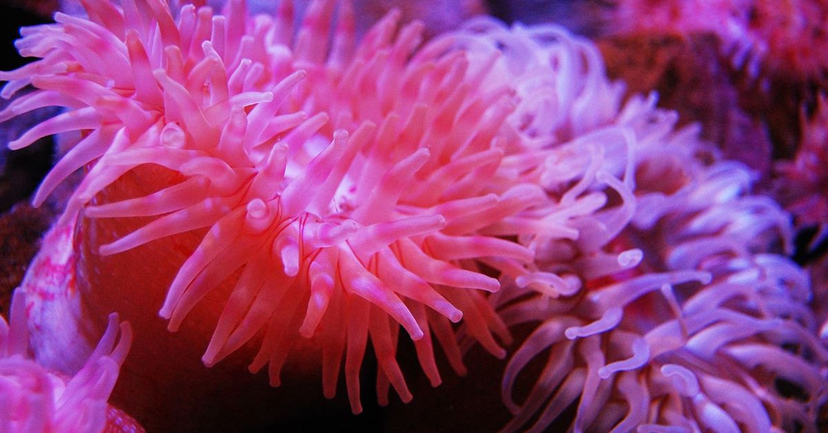 Гидра актиния. Актинии морские анемоны. Актиния кишечнополостные. Морская анемона актиния. Актинии морские анемоны.