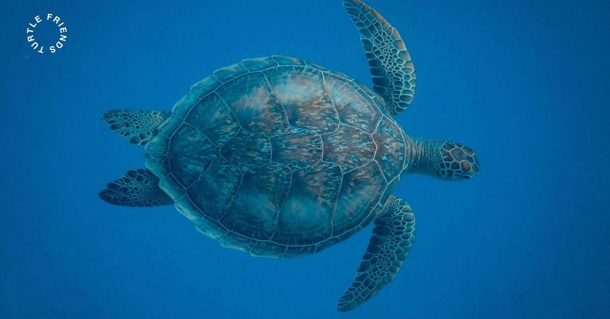 BigTurtle