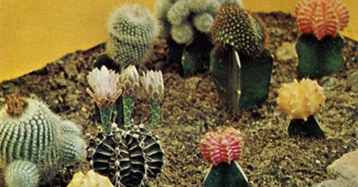Aquarium Drunkard