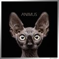DOTTYmusic#36 - ANIMUS
