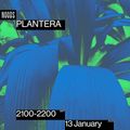 Plantera: 13th January '23