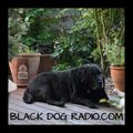 A Few Tunes with Black Dog Radio #192
