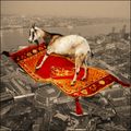Magic Goat Blanket #1