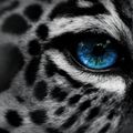The Eye of the Tiger: New Moon Aquarius Ritual Mix