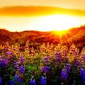 Sunset Of Spring 2022 - Chillout Mix