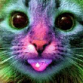 Lovely Acid Cat from Tokyo 