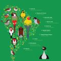 A Guide to the Birdsong of South America Mixtape