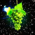 Why grow grapes in space?