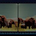 LPH 205 - Elephant Hit Parade (1981-2006)