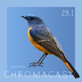 Chromacast 29.1 - Kingpin