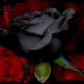 Black Rose 20-1-18