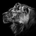 Conquering Lion & Lionise Mix