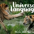 Universal Languages (#457)