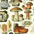 LSS 59: Fun with the Fungi.