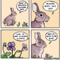 Radikal Rabbit