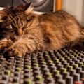 My cat is on the mixer #70 (Dance '90)