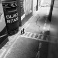 Black Bean Hotel