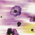 [CD 4 - 5 - 6] Purple Rush 1 [2002 Edition 6CD]