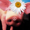 DJ Vertigo - Happy Pigs 1992 - AKA Sasha 11