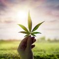 Despenalización del cannabis: ruta para atender problemáticas de seguridad, salud y calidad de vida