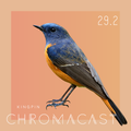 Chromacast 29.2 - Kingpin