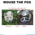 MOUSE THE FOX - IN LOVING MEMORY OF SHILOH AND MILO - VOL.53 - 07.08.2022