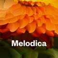 Melodica 20 May 2019