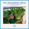 Houseplants (10/10/2020)