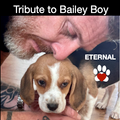 Tribute to Bailey Boy By MarkE 11/23