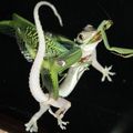 The Gecko and Mantis