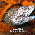 PCP#590... Eels on Cocaine....
