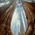 SequoiaDotsChicago