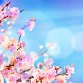 【作業用BGM】 ～春の誘い～ - Spring Soft -