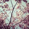 r0byn - Cherry Blossom (February 2014)