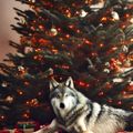 Domenica con i lupi w/ Chances with wolves → Christmas Special 24-12-2022