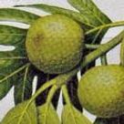 Breadfruit's profile picture