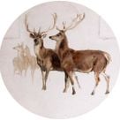 Sstaggat's profile picture
