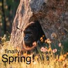 finallySpring!