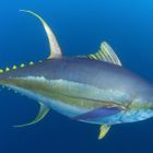 New Tuna (face) Melt
