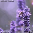 Liquid Licks - May 2024