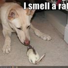 SKA, ROCKSTEADY & REGGAE SENSATIONS  2022 # 4 – I SMELL A RAT!