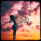 FREEFALL