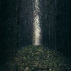 this lonely path