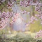 Liquid Licks - March 2025