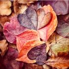 YOUR LOVE