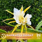 Kanikapila Sunday, Hawaiian Music with Kealiʻiloma, August 27, 2023