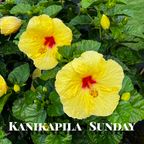 Kanikapila Sunday, Hawaiian Music with Kealiʻiloma, July 23, 2023