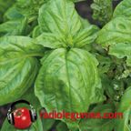 Le basilic, le roi des aromates