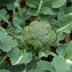 Black Gold Ep 1 - The Broccoli That Moved